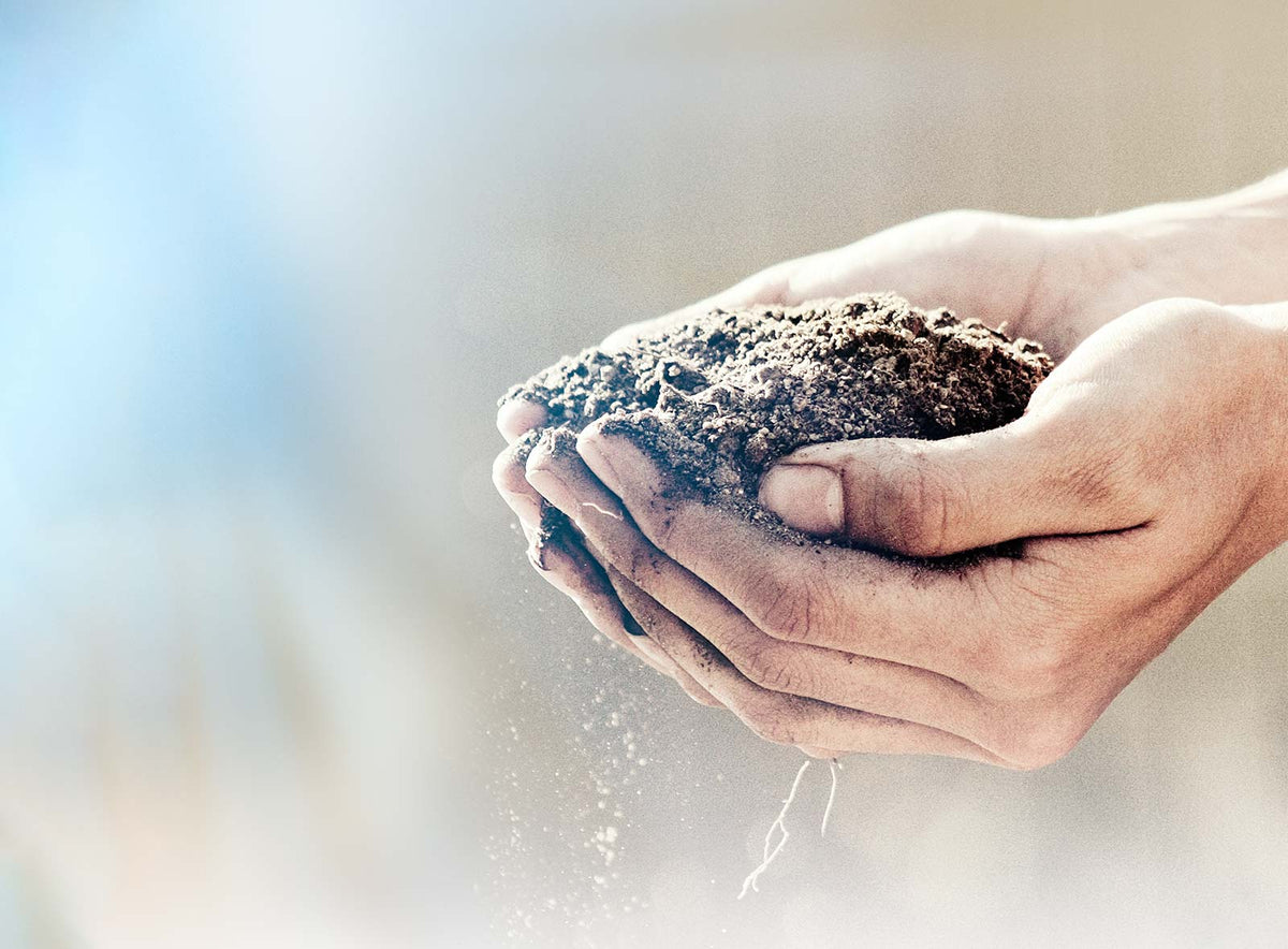 The Science Behind Spore-Based Probiotics (and Why It's Important ...