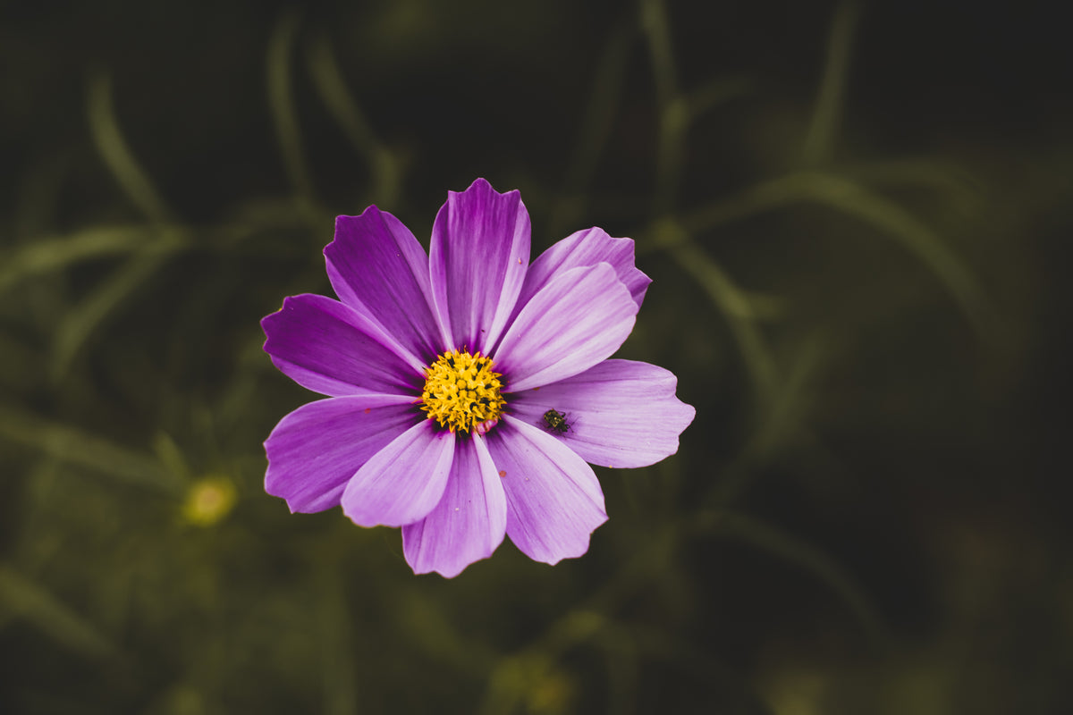 Nutritional Medicine NZ